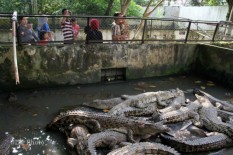 Soal Dugaan Kemunculan Buaya di Sungai Progo, Ini Kata DKP DIY