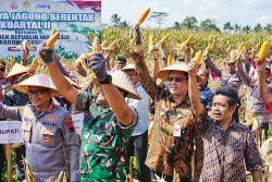 Magelang Surplus Jagung, Produksi Mencapai 47,23 Ton