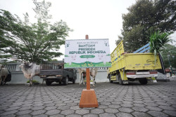Sapi Kurban dari Gubernur DIY, Wakil Gubernur dan Presiden Didistribusikan ke Masyarakat