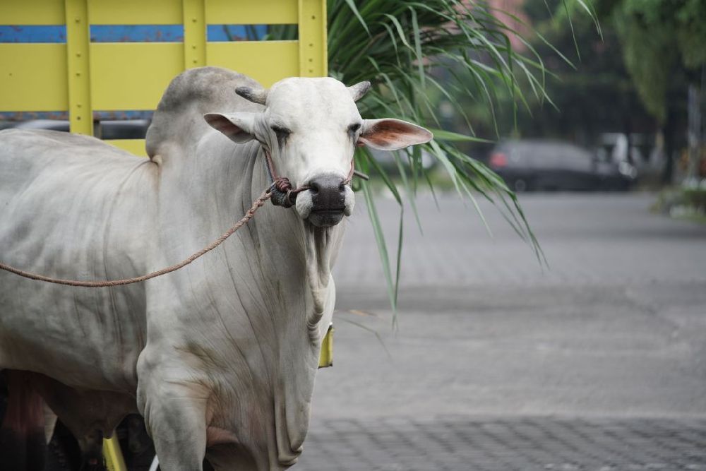 Si Bagong, Sapi Presiden Prabowo Dikurbankan untuk Masyarakat Wonokromo Bantul