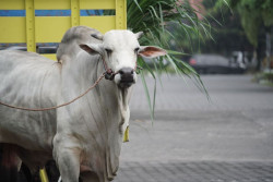 Si Bagong, Sapi Presiden Prabowo Dikurbankan untuk Masyarakat Wonokromo Bantul