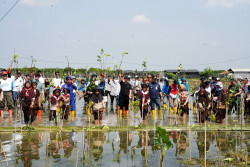 Dukung Rehabilitasi Ekosistem Pesisir di Hari Lingkungan Hidup Sedunia, PLN Tanam 4.000 Mangrove di Pantai Randusanga Indah, Brebes