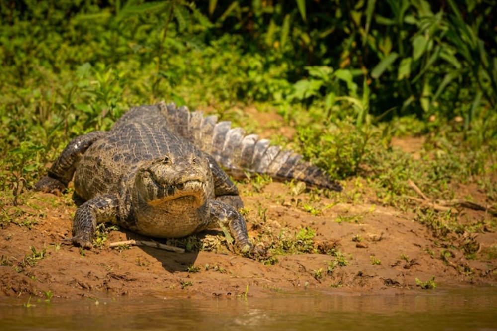 Buaya Berkeliaran di Sungai Progo, Dislautkan DIY Bikin Tim Jejaring Penanganan