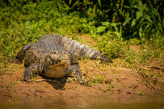 Buaya Berkeliaran di Sungai Progo, Dislautkan DIY Bikin Tim Jejaring Penanganan