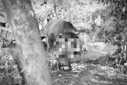 Viral Video Sapi dan Kambing Berdiri Lagi Seusai Disembelih, Warga Berlarian
