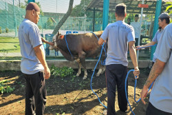 Lapas Wirogunan Sembelih 2 Sapi dan 7 Ekor Kambing untuk Warga Binaan