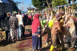 Tradisi Warga Desa Batur Iuran untuk Sembelih Ratusan Hewan Kurban, Tahun Ini 720 Ekor