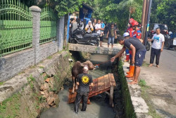 Hendak Disembelih untuk Kurban, Seekor Sapi Jatuh ke Selokan