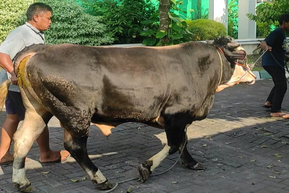 Keserimpet Sapi Kurban, Pemuda Asal Ngaglik Terbentur Konblok dan Opname di RSA UGM
