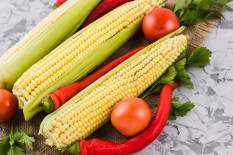Serba-Serbi tentang Kandungan Gizi Jagung Manis Muda yang Bermanfaat