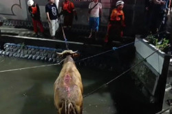 Mengamuk Sebelum Disembelih, Seekor Sapi Kurban Dievakuasi dari Sungai
