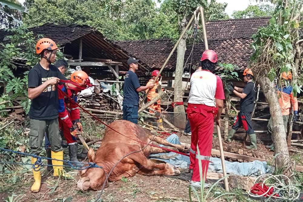 Sapi Tercebur di Kolam 5 Meter, Petugas Damkar Gunungkidul Lakukan Penyelamatan