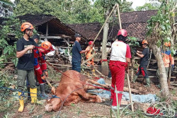 Sapi Tercebur di Kolam 5 Meter, Petugas Damkar Gunungkidul Lakukan Penyelamatan