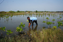 Upaya Agus Tahan Abrasi di Pantai Randusanga dengan Mangrove, Peringati Hari Lingkungan Hidup Sedunia