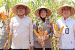 Panen Jagung di Bantul, Kementerian Pertanian Pastikan Tidak Akan Impor Pakan Ternak
