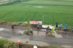 Tak Kunjung Diperbaiki, Warga Kulonprogo Tanam Pohon Pisang di Jalan Rusak