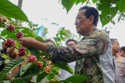 Panen Perdana Kopi di Lereng Merapi, Ini Pesan Sri Sultan untuk Taru Martani dan Petani