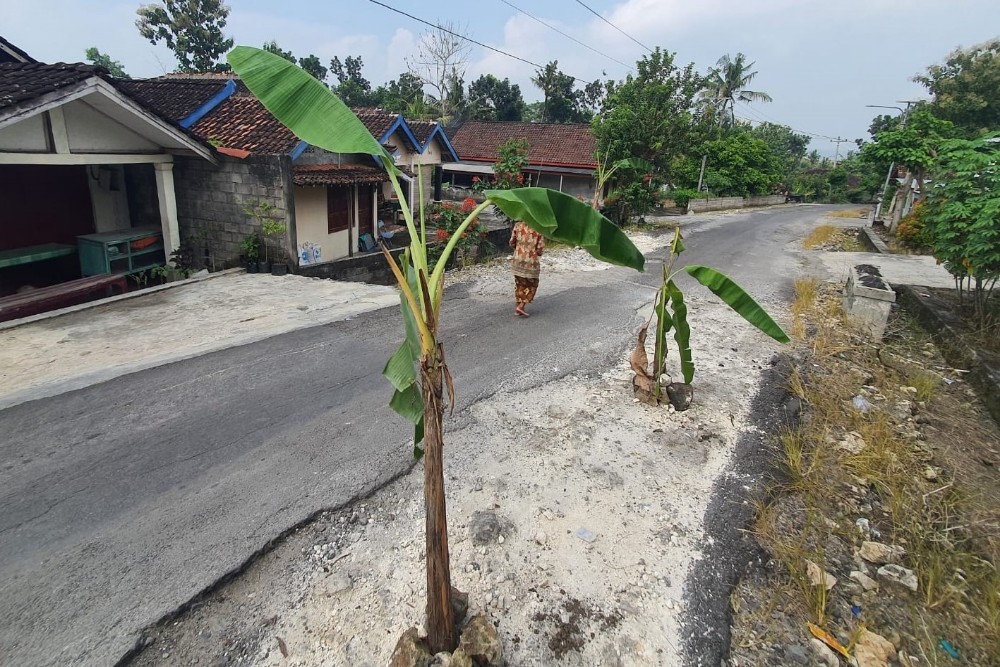 Jalan Rusak Ditanami Pohon Pisang, Pemkab Kulonprogo Buka Opsi Lakukan Pengurukan