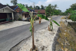 Jalan Rusak Ditanami Pohon Pisang, Pemkab Kulonprogo Buka Opsi Lakukan Pengurukan