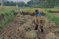 Masuk Masa Panen Raya Padi, Pemkab Gunungkidul Optimistis Surplus Beras Tahun Ini