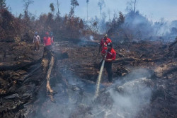 Kebakaran Hutan Lahan Meluas di Riau, 12 Kabupaten Tetapkan Status Siaga Darurat