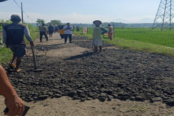 Perbaikan Jalan di Sentolo yang Ditanami Pohon Pisang: Tanah Uruk Bukan dari Pemkab Kulonprogo, Tapi dari CSR
