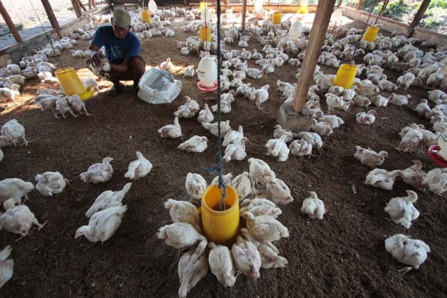 Harga Ayam Hidup Anjlok, Kementan Upayakan Stabilisasi Gandeng Satgas Pangan Polri