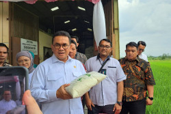Beras Sidomulyo Sleman Dipasarkan Hingga Jabodetabek, Omzet Per Bulan Sentuh Rp3 Miliar