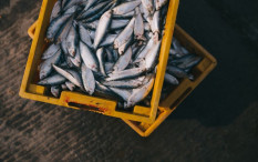 Tempat Pelelangan Ikan Akan Dibangun di Pantai Bugel