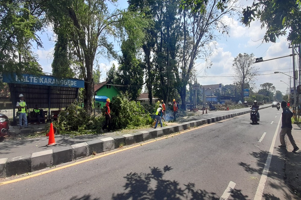 Pelebaran Jalan Batas Kota Bantul-Pertigaan Cepit Dimulai, 84 Pohon Perindang Jalan Ditebang