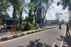 Pelebaran Jalan Batas Kota Bantul-Pertigaan Cepit Dimulai, 84 Pohon Perindang Jalan Ditebang