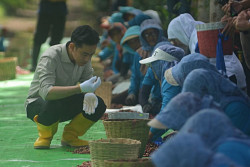 Gibran Sebut Indonesia Produsen Kopi Terbesar Keempat di Dunia