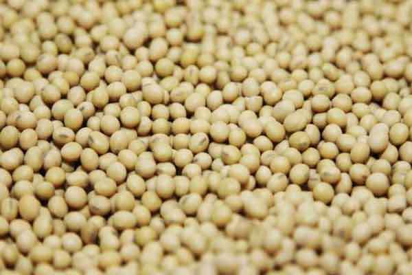Petani Dlingo Ubah Strategi Tanam Hadapi Kemarau, Andalkan Kacang-Kacangan dan Pompa Air