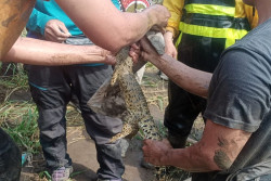 Sempat Viral, Buaya Muara yang Meresahkan Warga di Sungai Progo Bantul Akhirnya Ditangkap