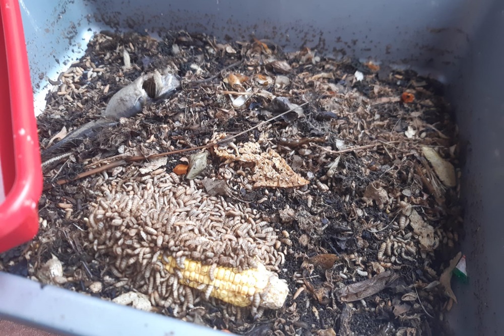 Kelurahan Keparakan Dorong Inovasi Olah Sampah Organik lewat Budidaya Maggot