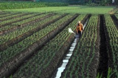Masuki Musim Tanam Palawija Saat Kemarau Basah, Petani Kulonprogo Siapkan Parit