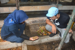 Kemantren Kraton di Jogja Dorong Inovasi Budi Daya Maggot untuk Atasi Sampah