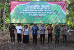Dukung Swasembada Pangan, Polresta Sleman Tanam Jagung Seluas 1,54 Hektare
