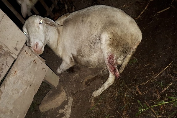 Diduga Diserang Anjing Liar, Sejumlah Hewan Ternak Milik Warga Nanggulan Mati di Kandang