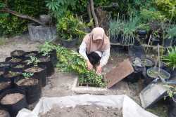 Optimalkan Biopori Jumbo dan Bank Sampah, Warga Mangkuyudan Jogja Tidak Lagi Gunakan Penggerobak