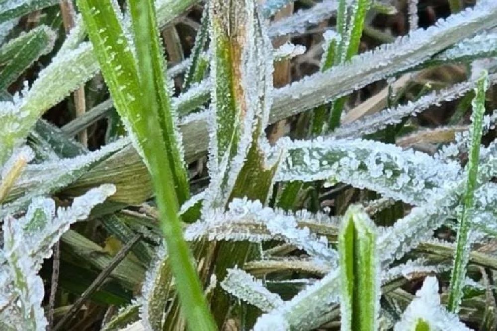 Fenomena Embun Upas Alias Membeku di Dieng, Suhu Minimum Capai Minus 2 Derajat Celcius