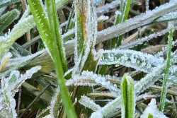 Fenomena Embun Upas Alias Membeku di Dieng, Suhu Minimum Capai Minus 2 Derajat Celcius