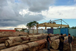 Sejumlah Bos Perusahaan Perambah Hutan di Kalbar Ditetapkan Tersangka