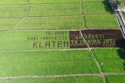 Unik! Petani Milenial Bikin Tulisan HUT Klaten ke 221 dari Tanaman Padi di Sawah Seluas 1.700 Meter