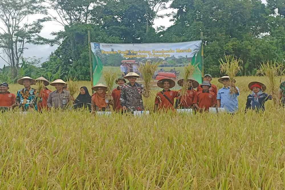 Panen Padi Organik Sembada Merah di Trimulyo Melebihi Ekspektasi, Capai 32 Ton