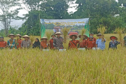 Panen Padi Organik Sembada Merah di Trimulyo Melebihi Ekspektasi, Capai 32 Ton