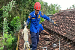 Damkar Evakuasi Biawak di Rumah Warga Beji Kulonprogo