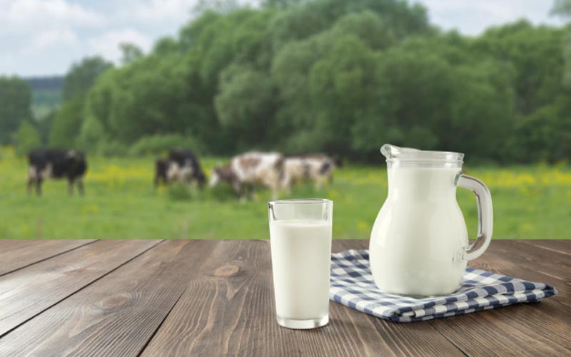 Produksi Susu Sapi di Sleman Diturunkan hingga 4 Liter per Ekor, Ini Penyebabnya