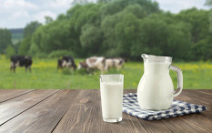Produksi Susu Sapi di Sleman Diturunkan hingga 4 Liter per Ekor, Ini Penyebabnya