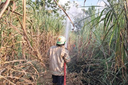 Kandang Sapi hingga Kebun Tebu Terbakar di Sragen dalam Sehari